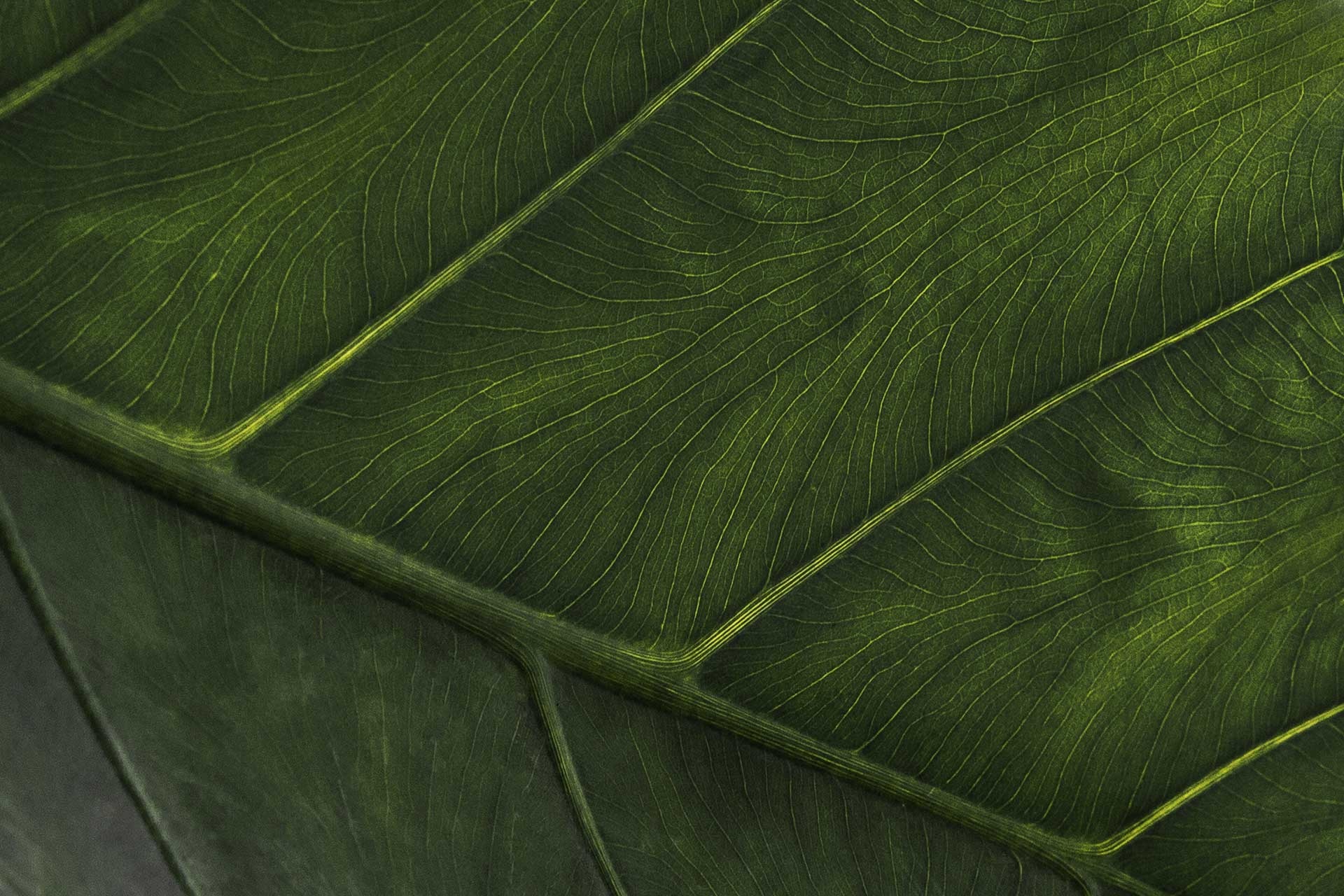 Hintergrund Blatt
